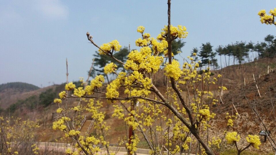 산수유