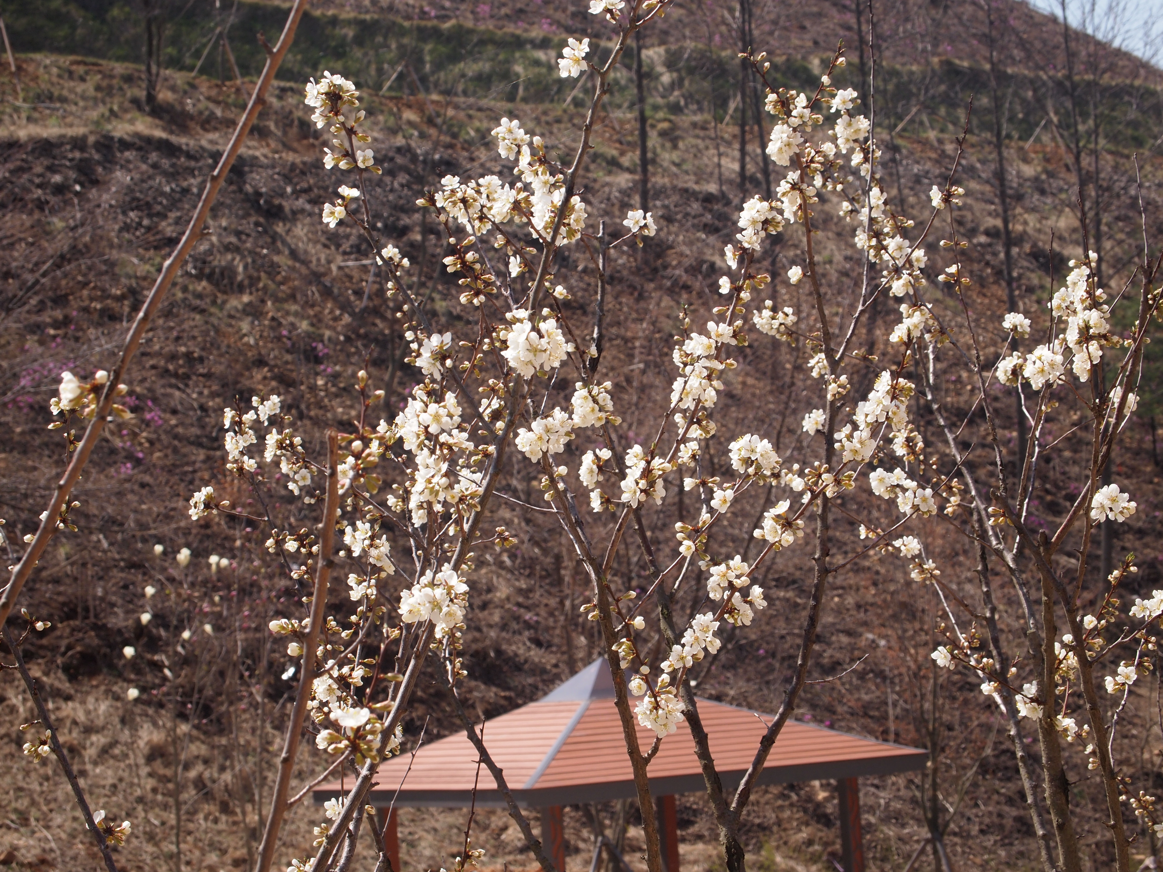 살구꽃