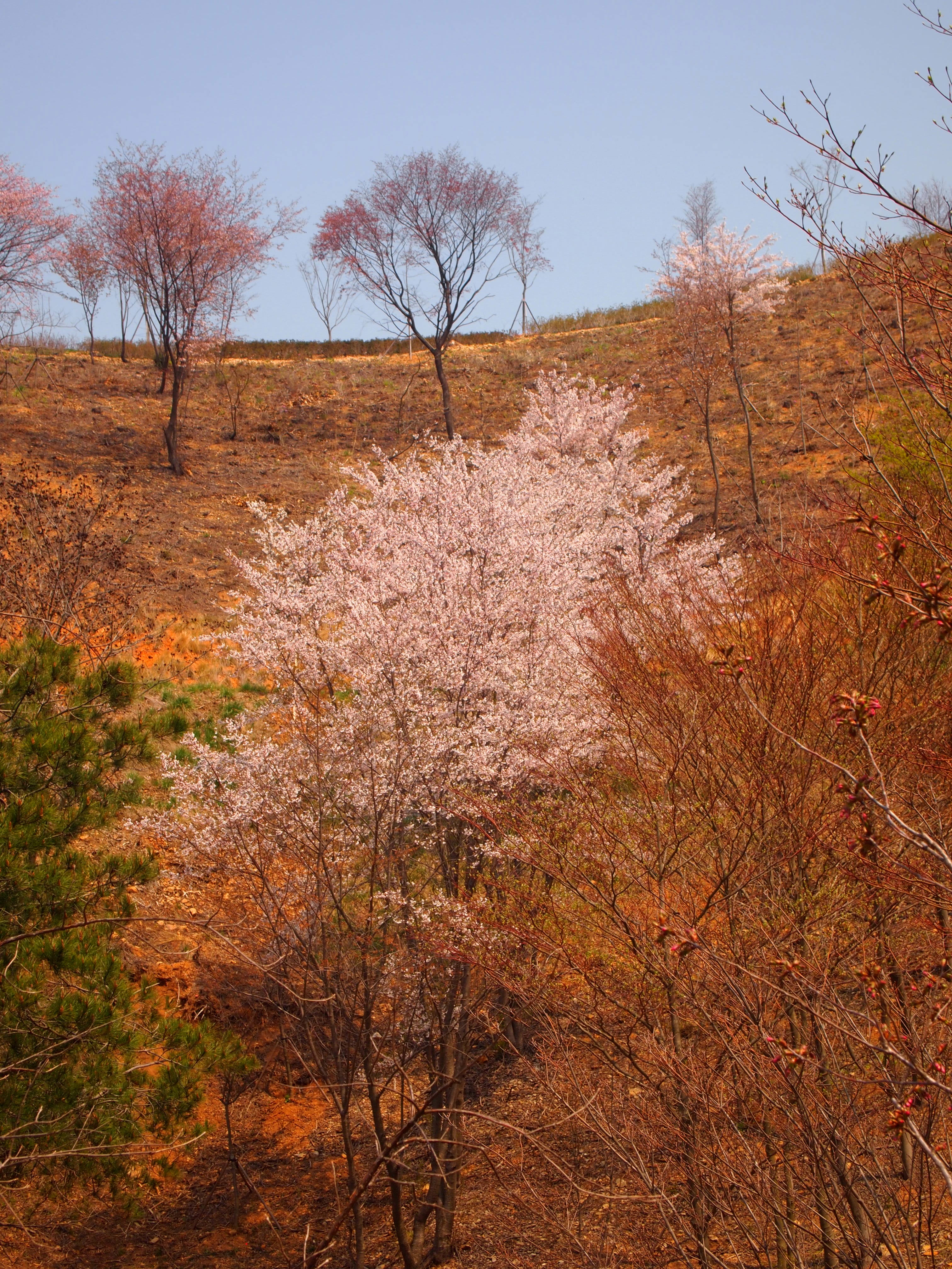 벚나무원