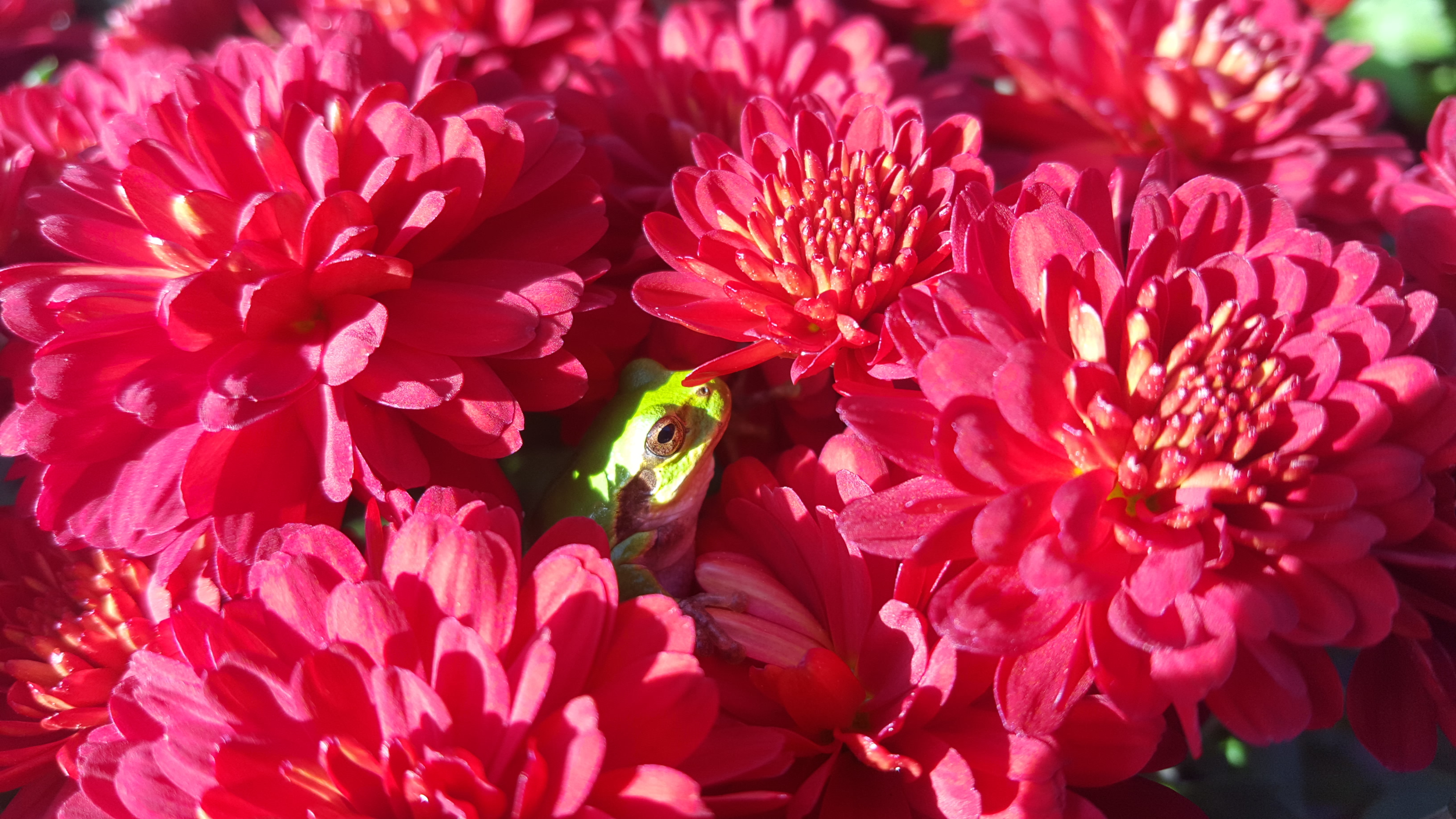 국화꽃  청개구리