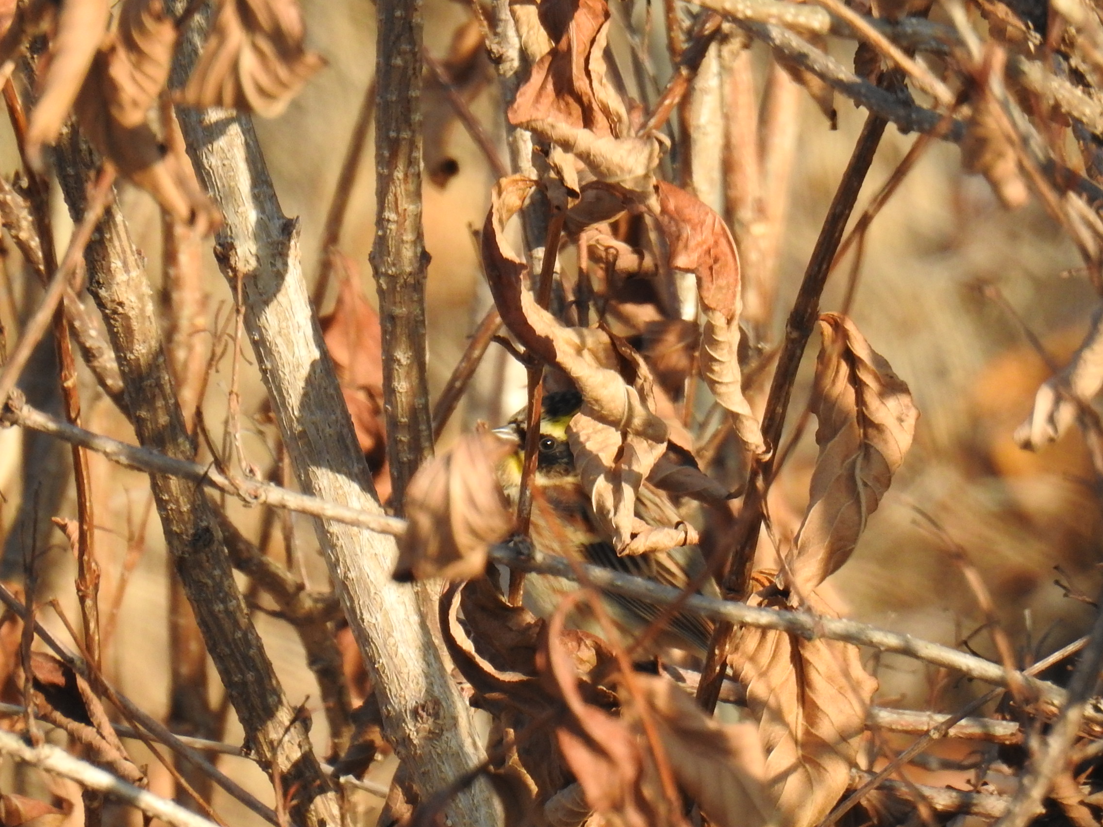 수목원 텃새 - 노랑턱멧새