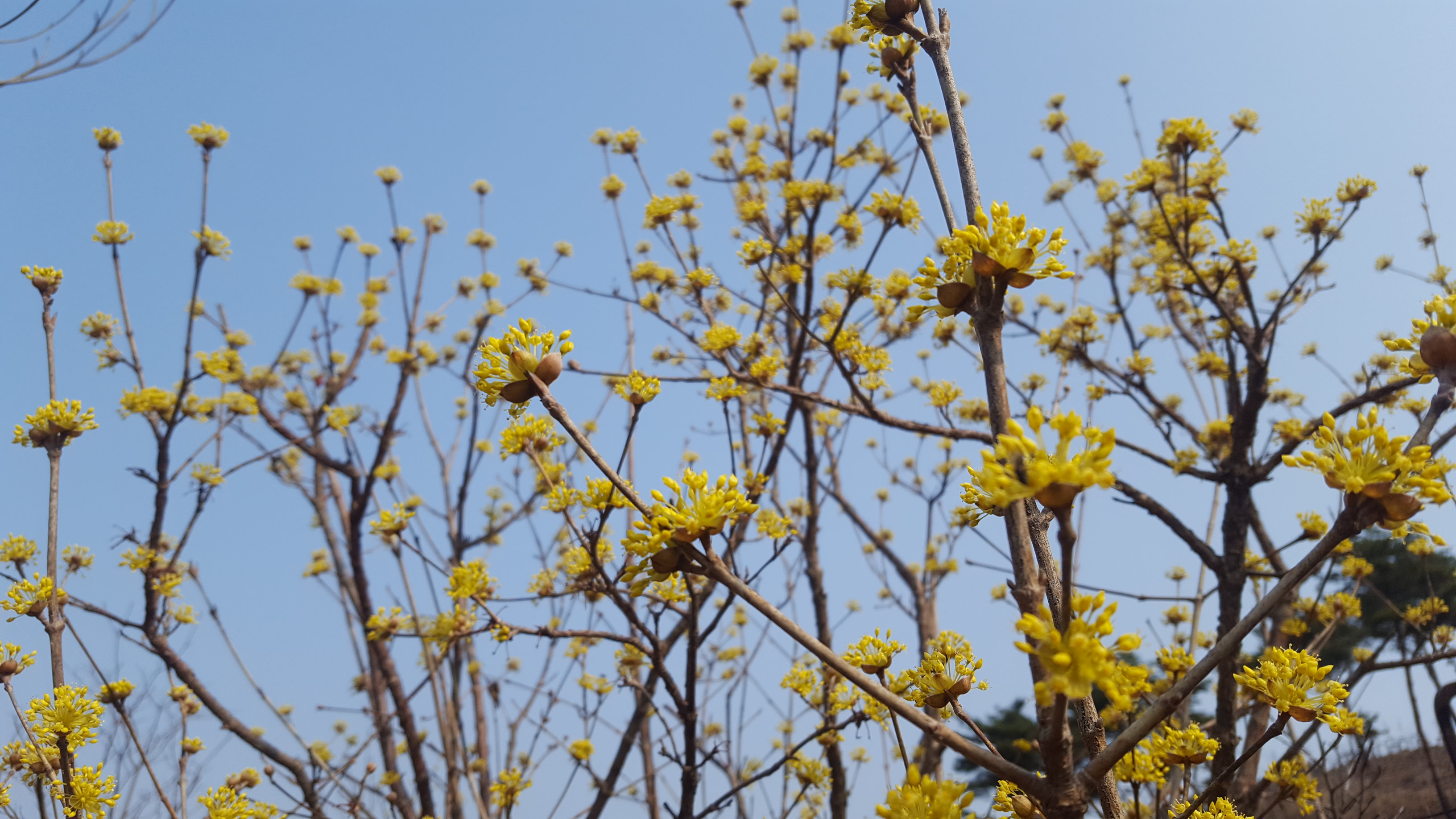 산수유