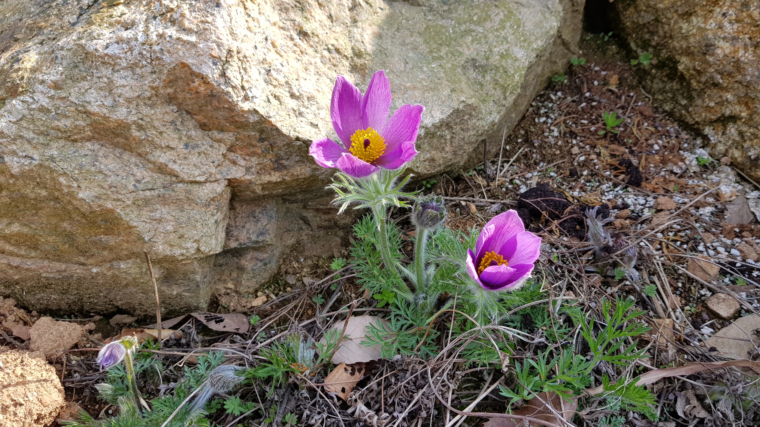 불가리스 할미꽃 