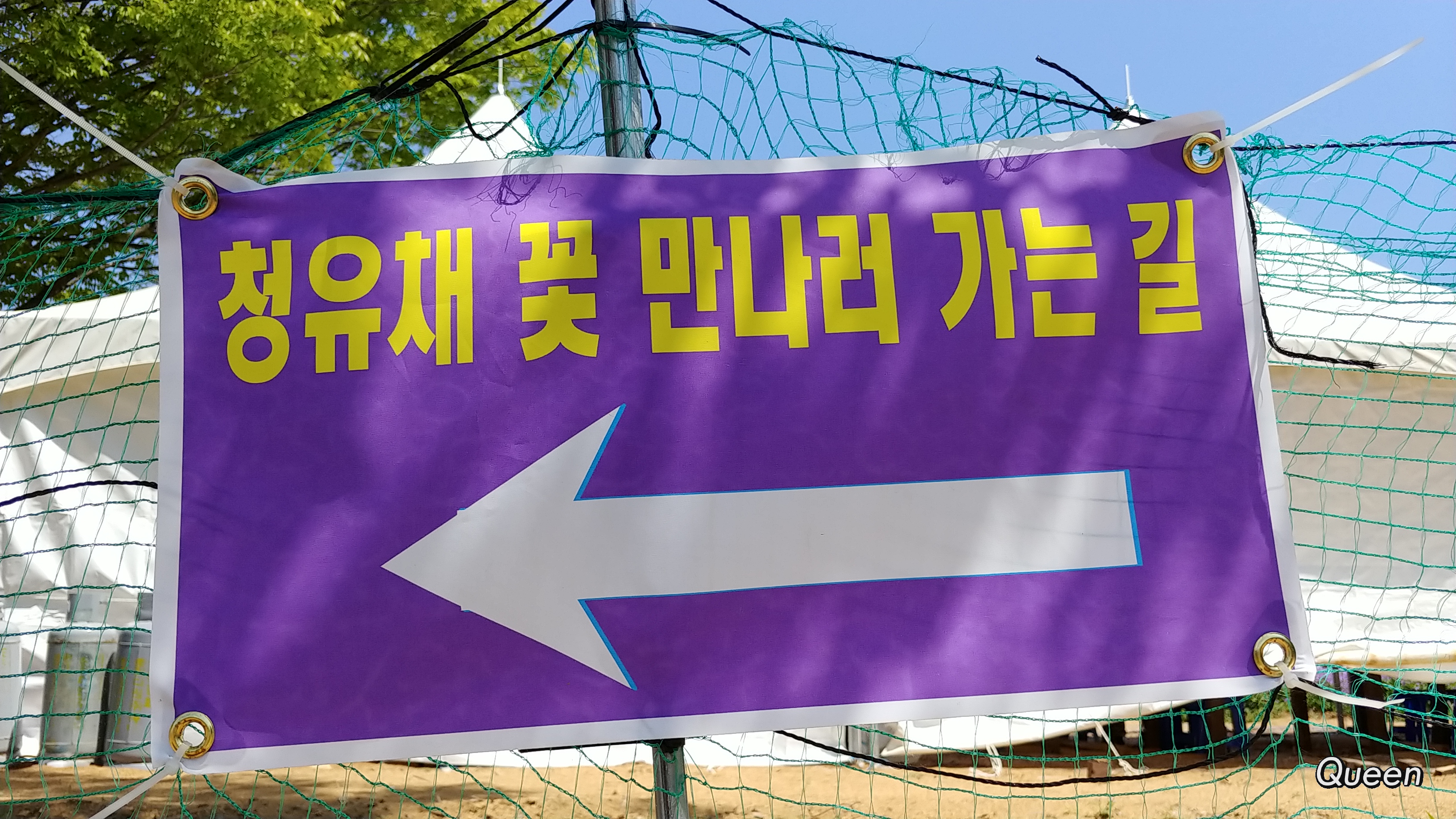 보라보라한  청 유채꽃 밭길을 걸었습니다.