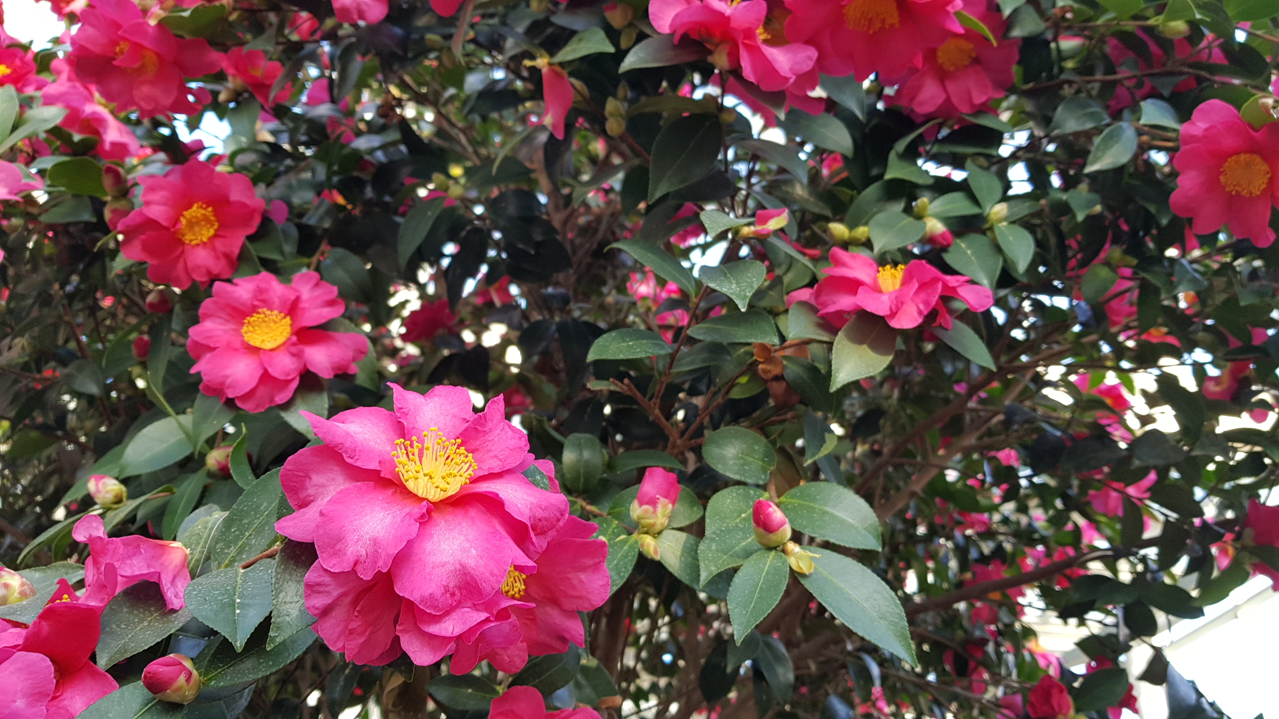 애기동백나무(Camellia sasanqua Thunb.)