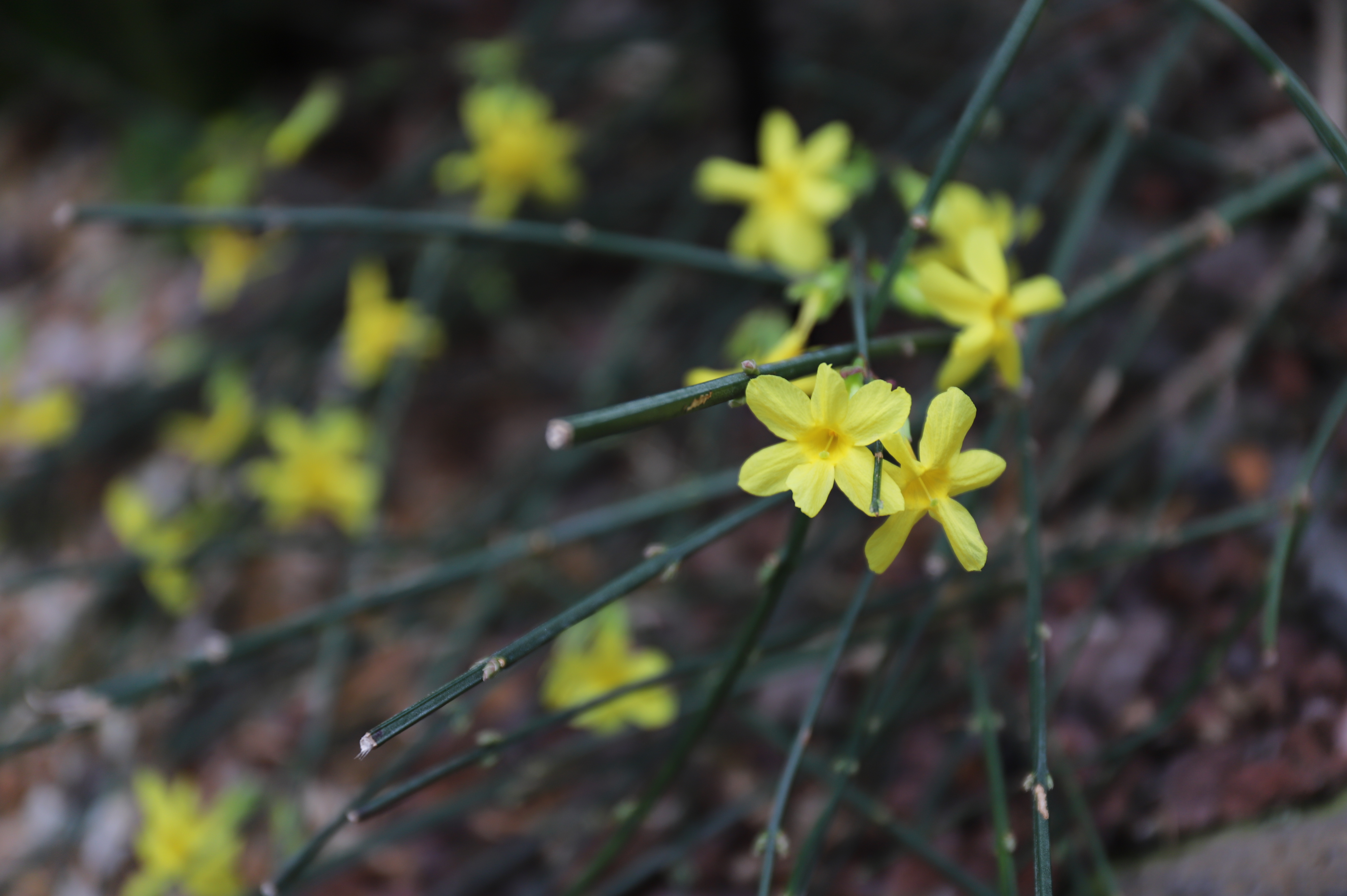 메니스 영춘화(Jasminum mesnyi)