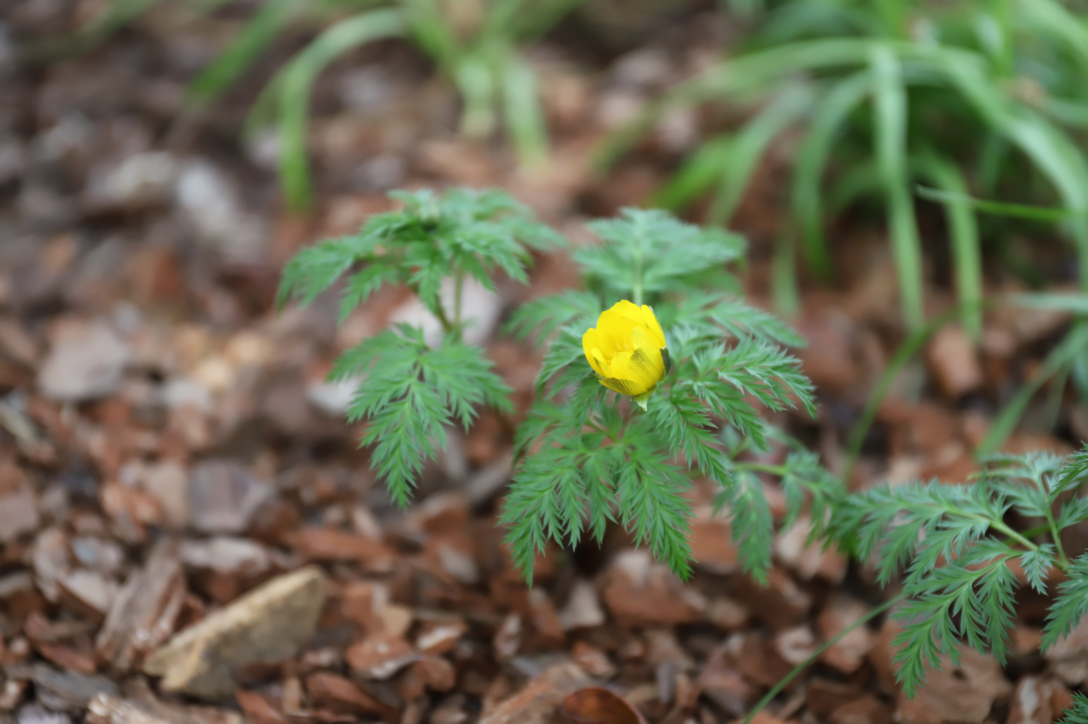 복수초(Adonis amurensis)