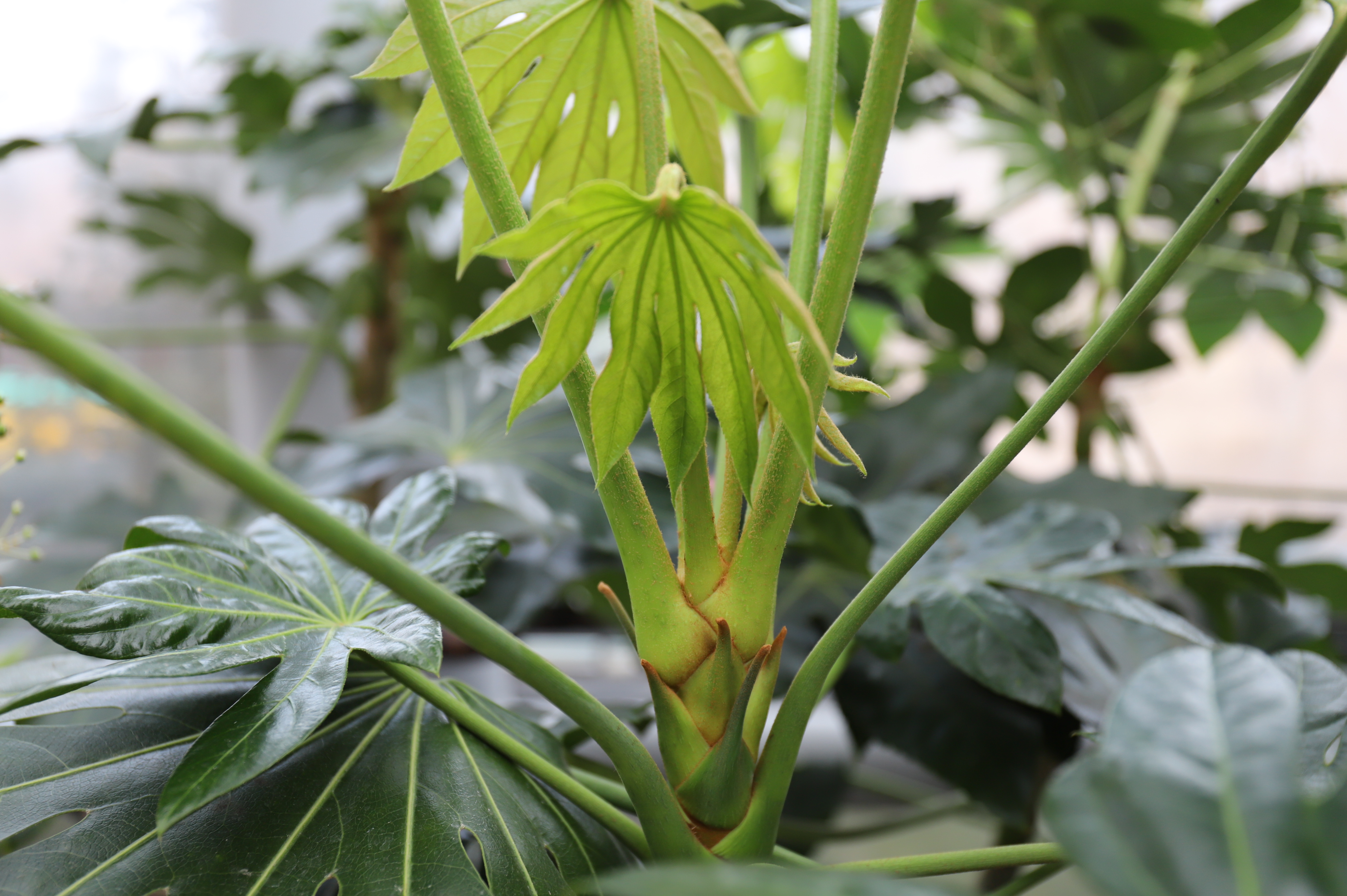 팔손이(Fatsia japonica Thunb.)