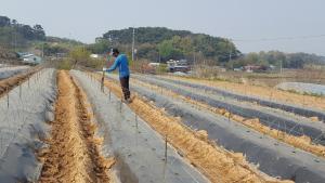 당진시,고추 부직포 터널재배 기술 확대 보급