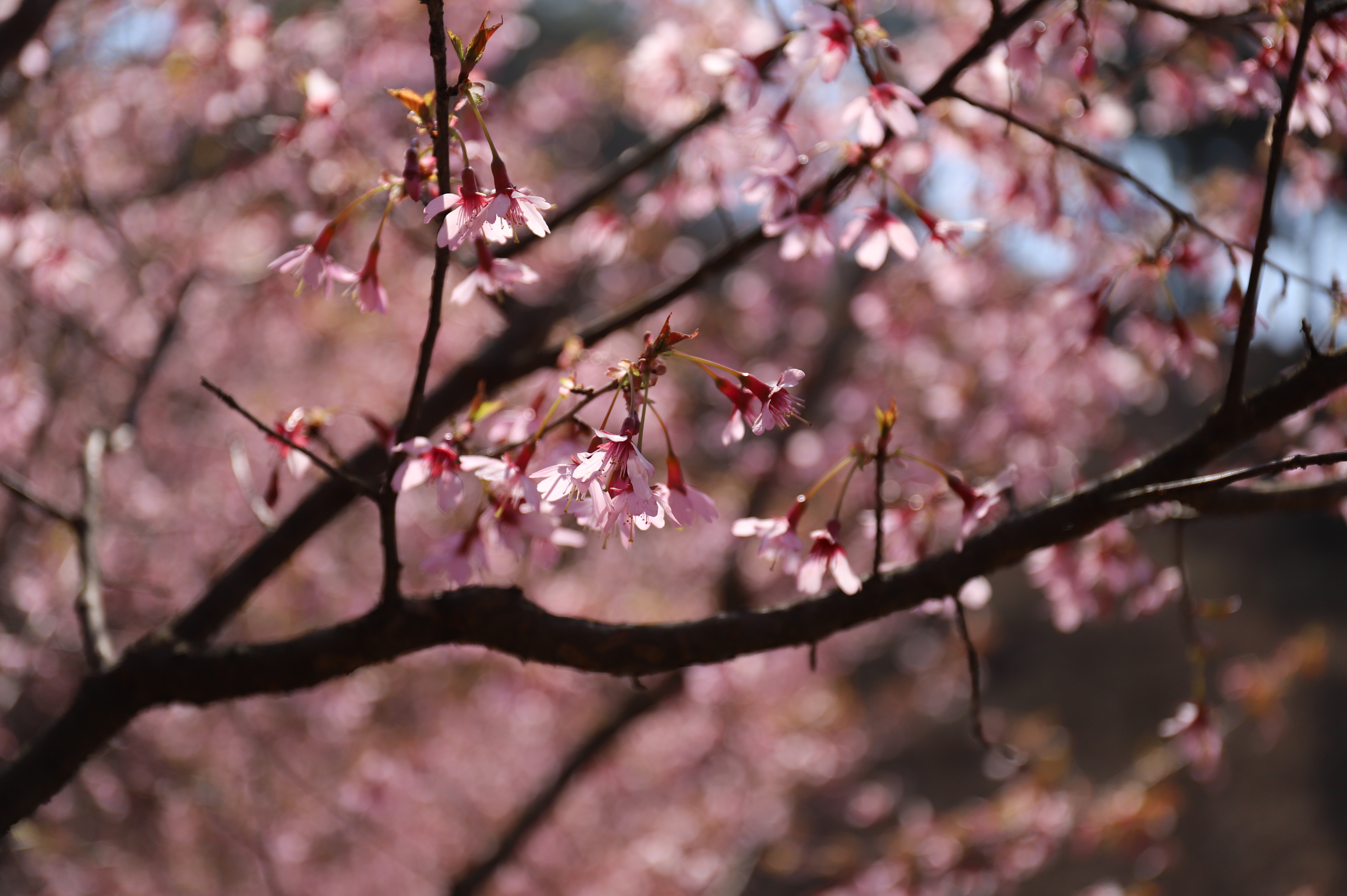벚나무 ‘오카메’ (Prunus 