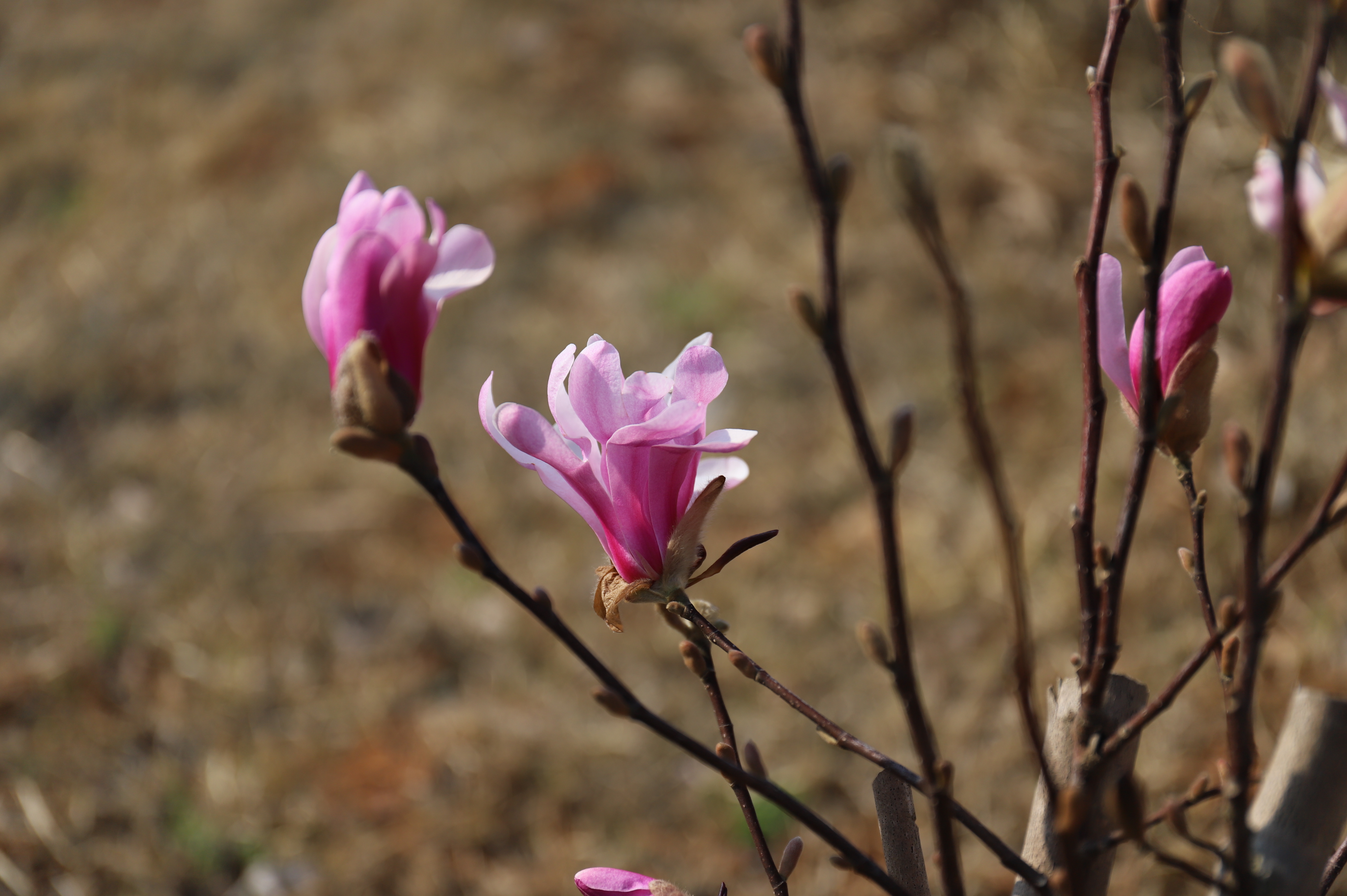 큰별목련 ‘레너드 메셀’ (Magnolia × loebneri 