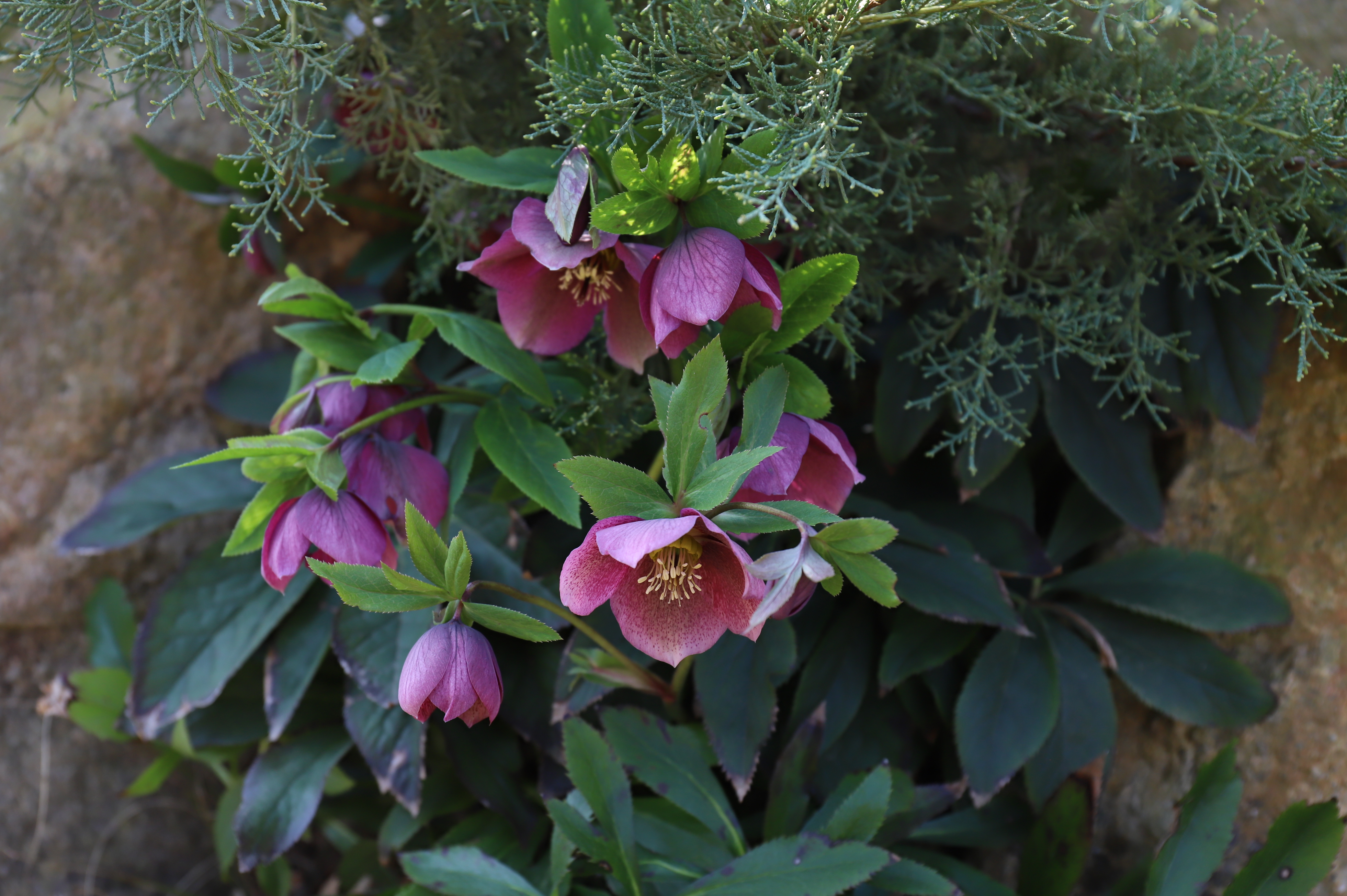 헬레보루스 오리엔탈리스 (Helleborus orientalis)