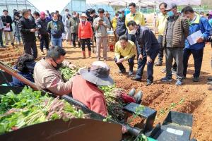 고구마 정식도 기계로... 시연회 개최