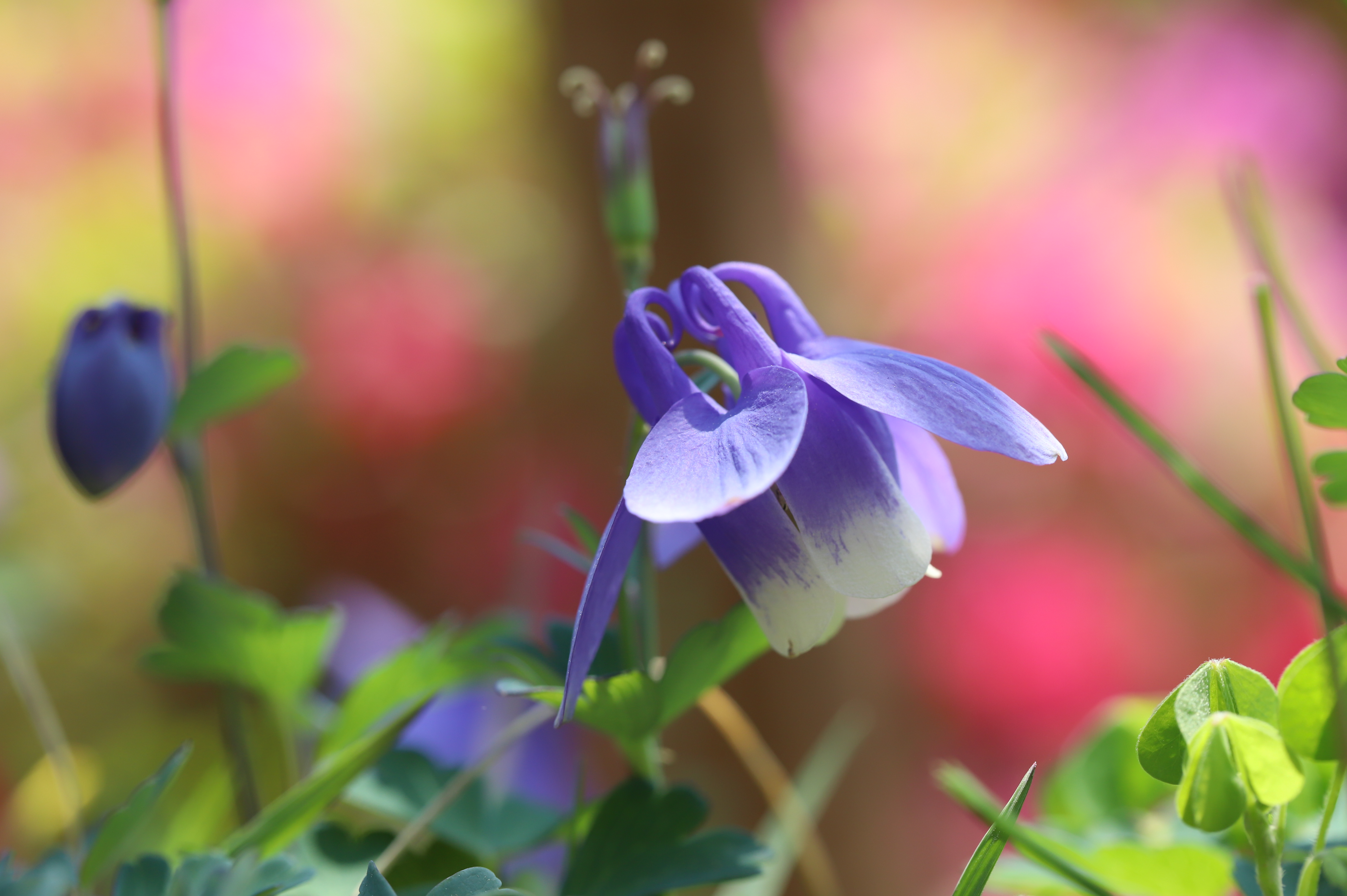 하늘매발톱 (Aquilegia japonica)