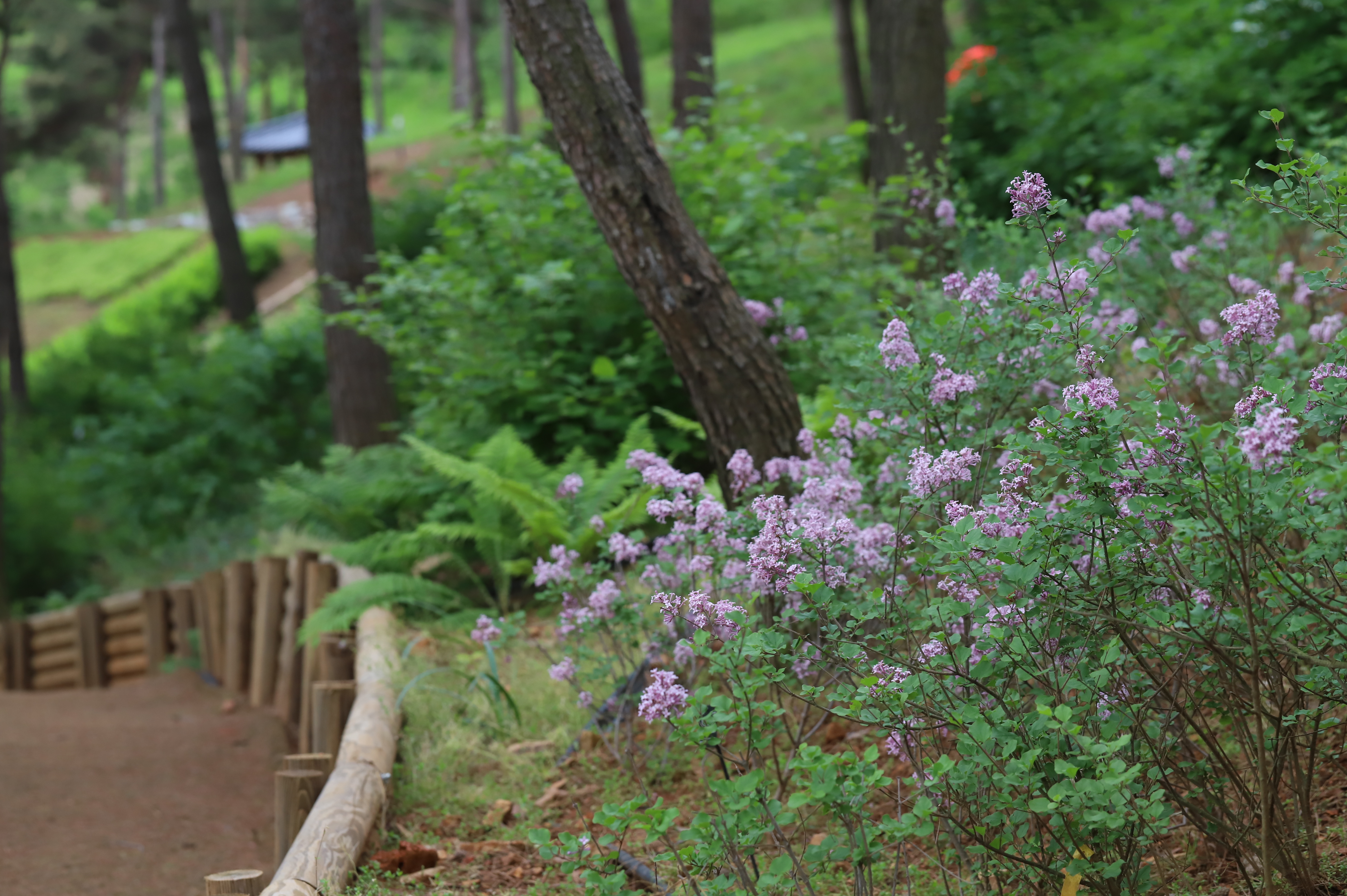 미스김라일락 (자생식물원)