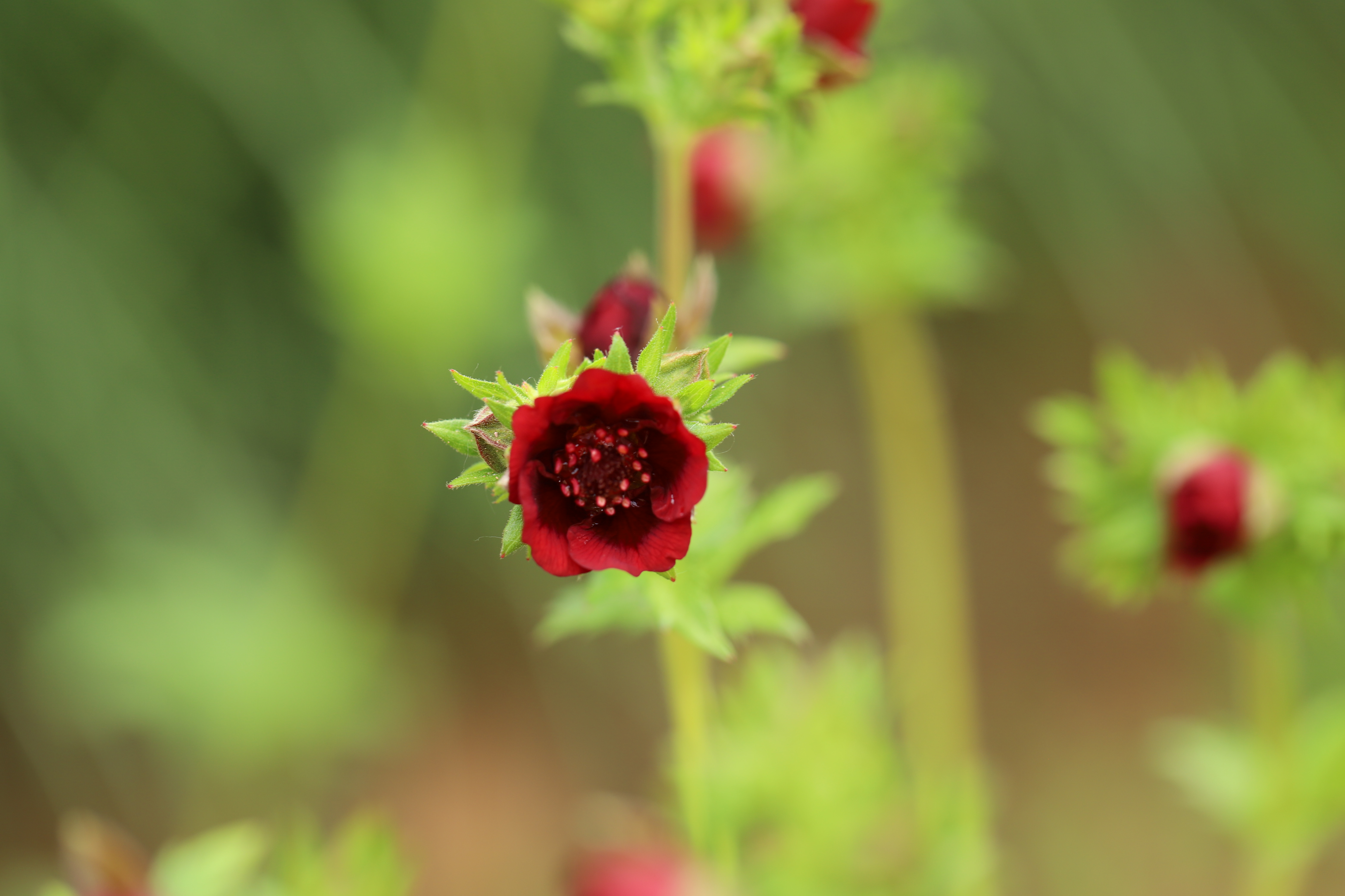 붉은양지꽃 (도원)
