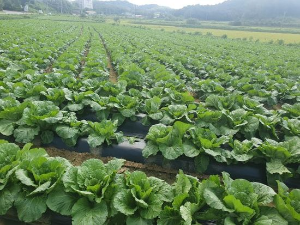 당진시,김장용 배추 무 병해 및 양분관리 현장컨설팅 추진