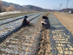 당진시,월동작물 관리요령 지도