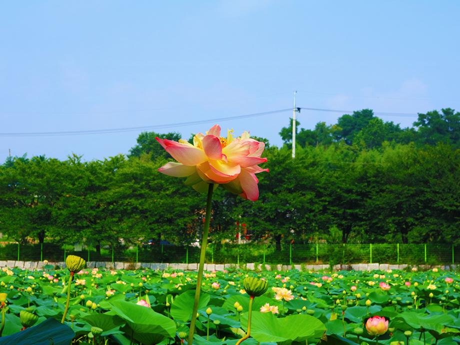 골정지 연꽃