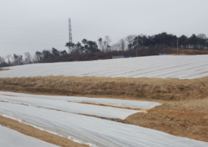 당진시 겨울철 마늘,양파 월동작물 관리 지도