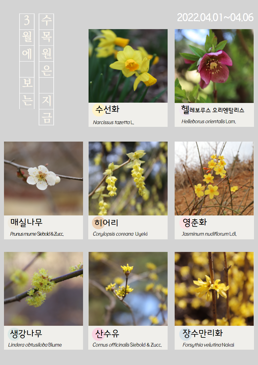4월의 식물(2022.04.01.~04.06.)
