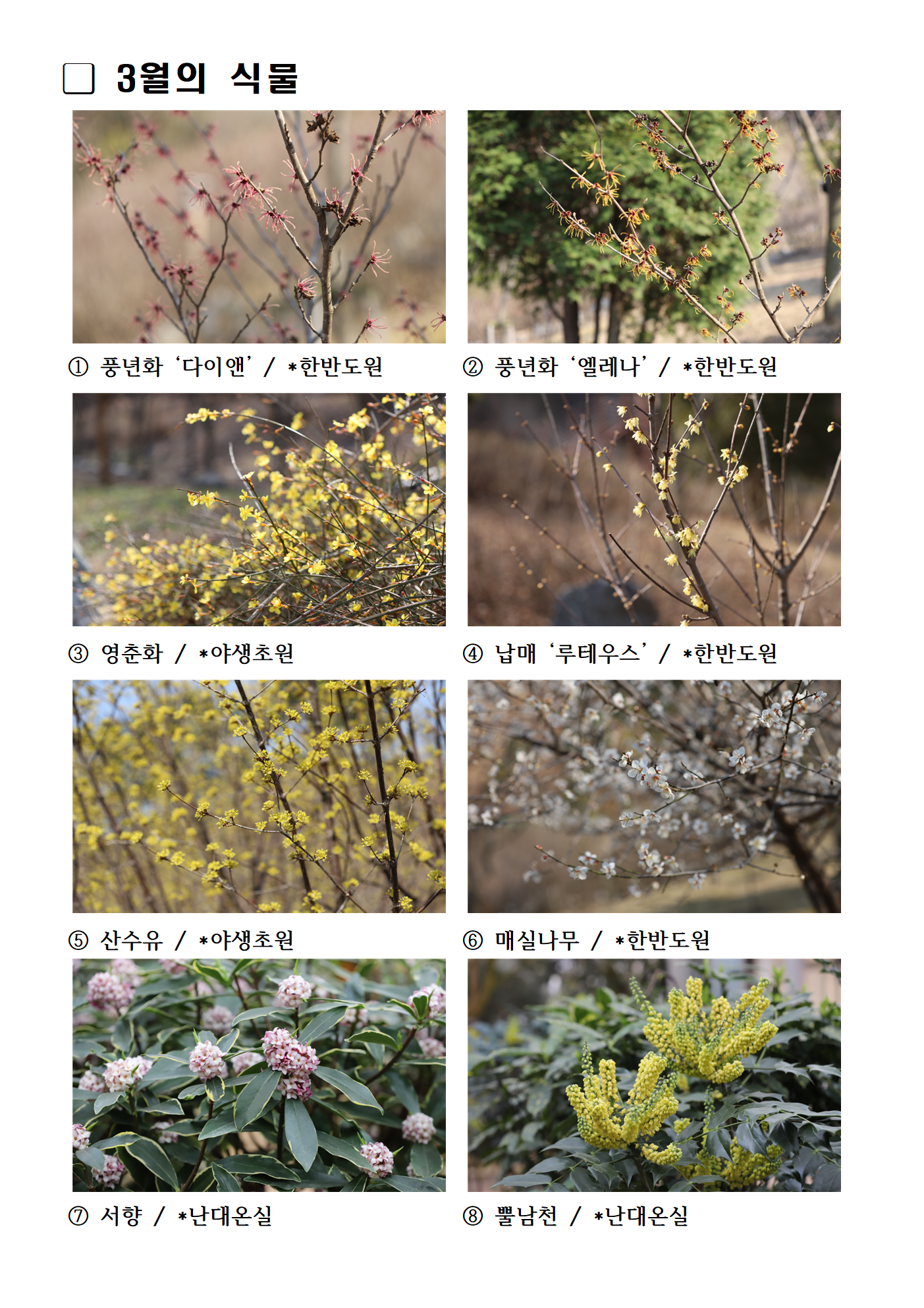 3월의 식물