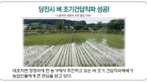 당진시 벼 조기건답직파 성공!