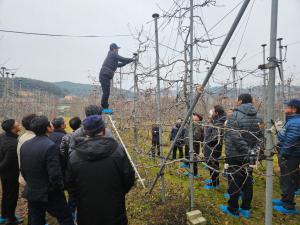 당진시, 고품질 사과 생산 위한 전정 현장 교육 추진