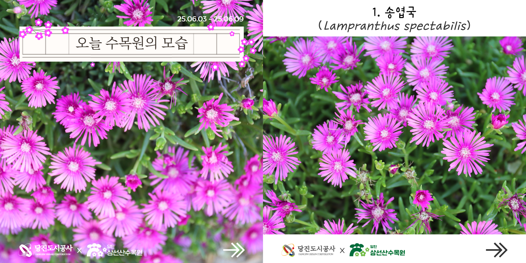 식물여행(6월1주)