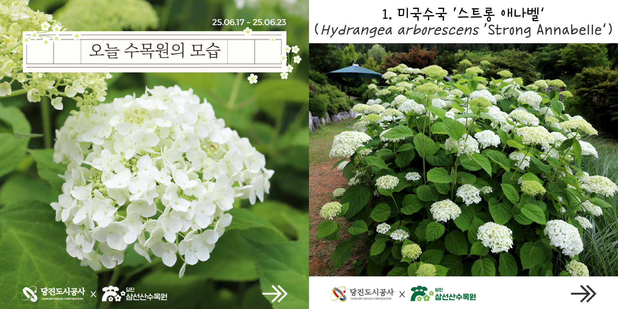 식물여행(6월 3주)