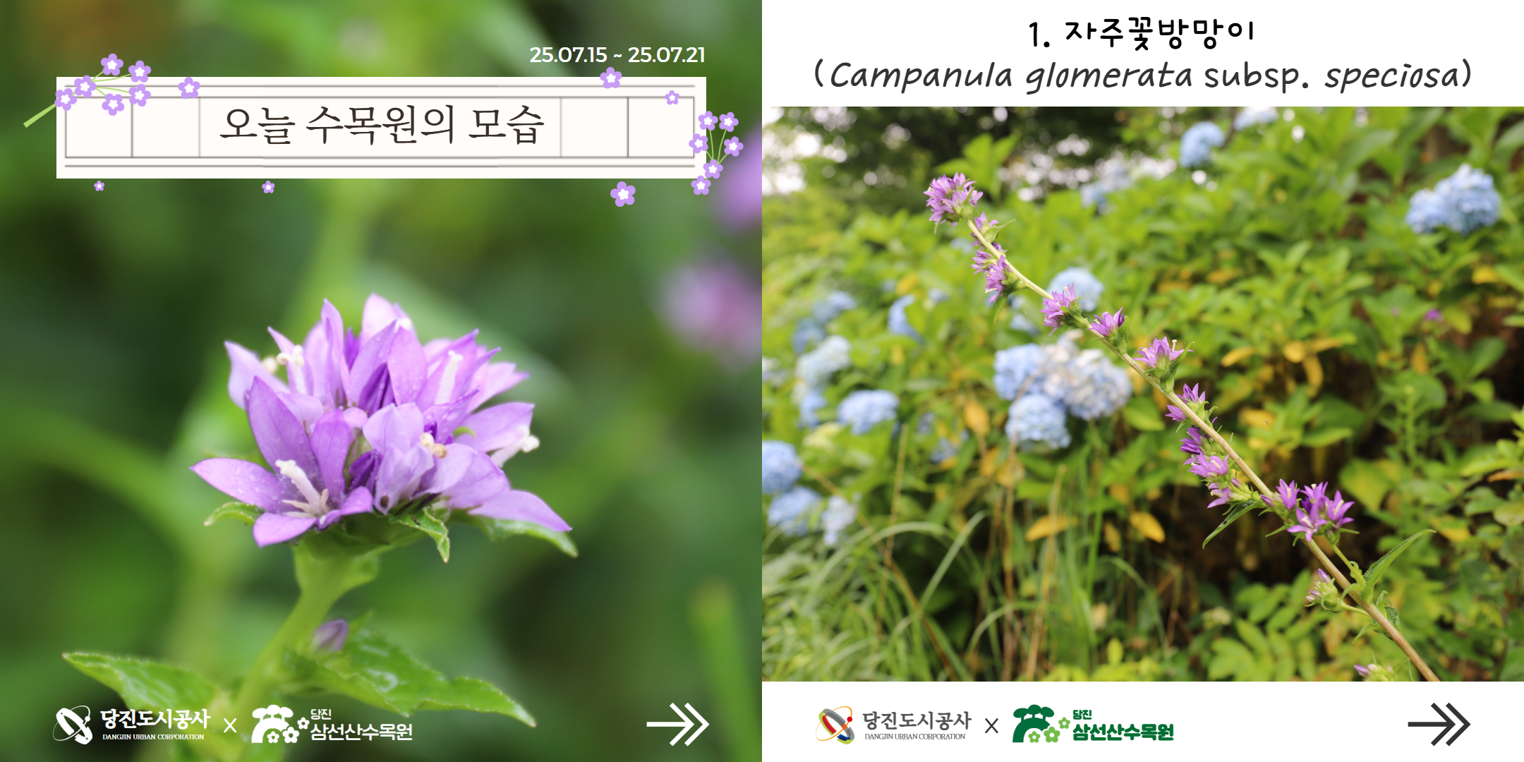 식물여행(7월3주)