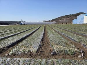 당진시, 마늘 월동 후 관리 서둘러야