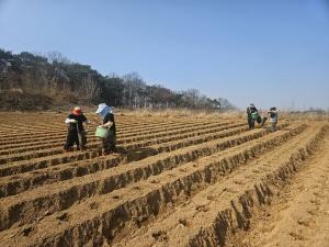 당진시농업기술센터 봄감자 파종관리 당부