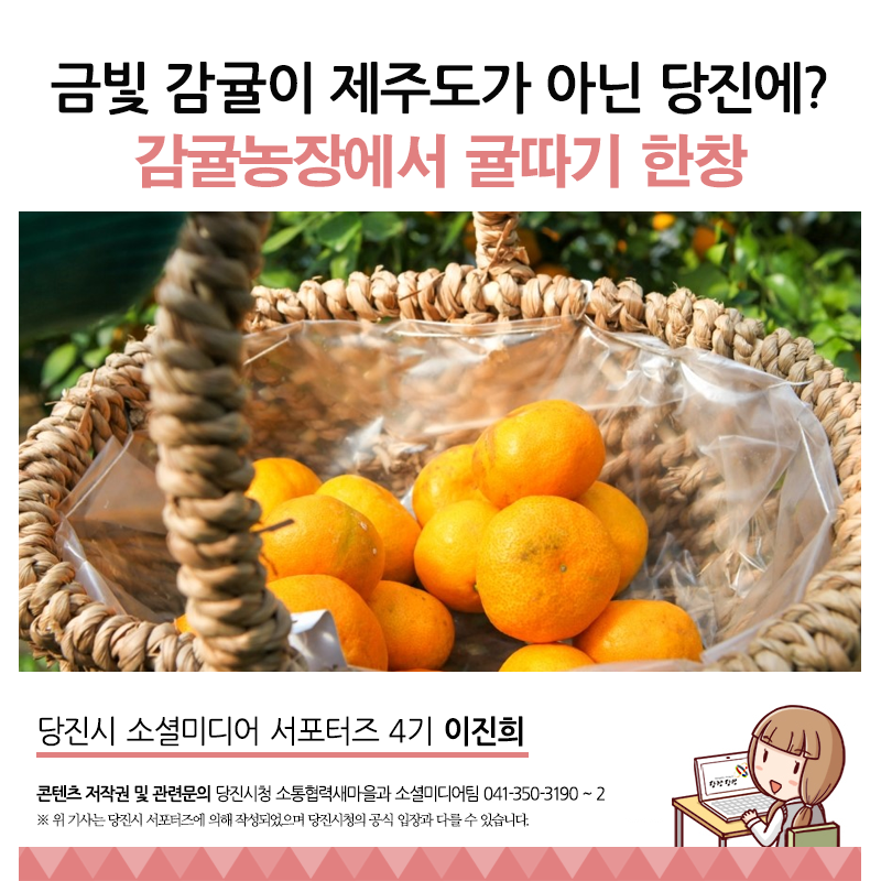 플러그인당진 당진시 감귤농장에서 귤따기 한창! 아이들과 가볼만한곳, 귤수확체험 > 플러그인당진