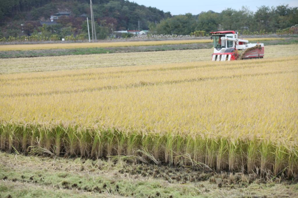 당진시, 벼 채종포 운영으로 고품질 쌀 생산기반 마련 이미지