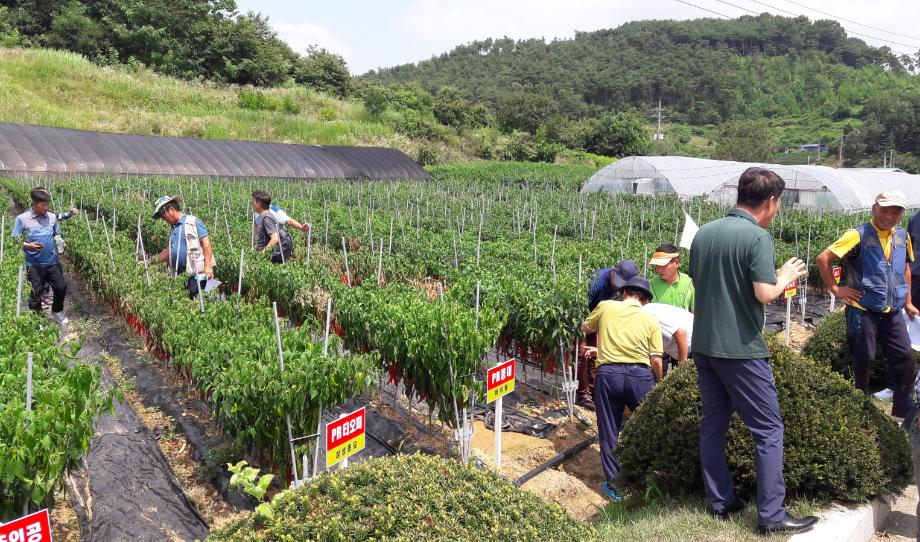 지역맞춤 고추 품종 도입 나선 농업인들 이미지