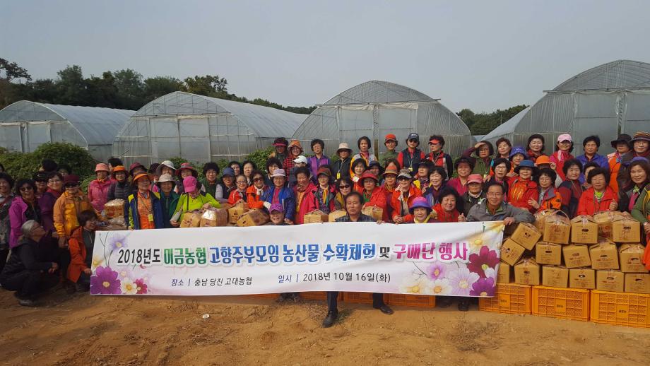 당진황토고구마축제 이후 수확체험 줄이어 이미지