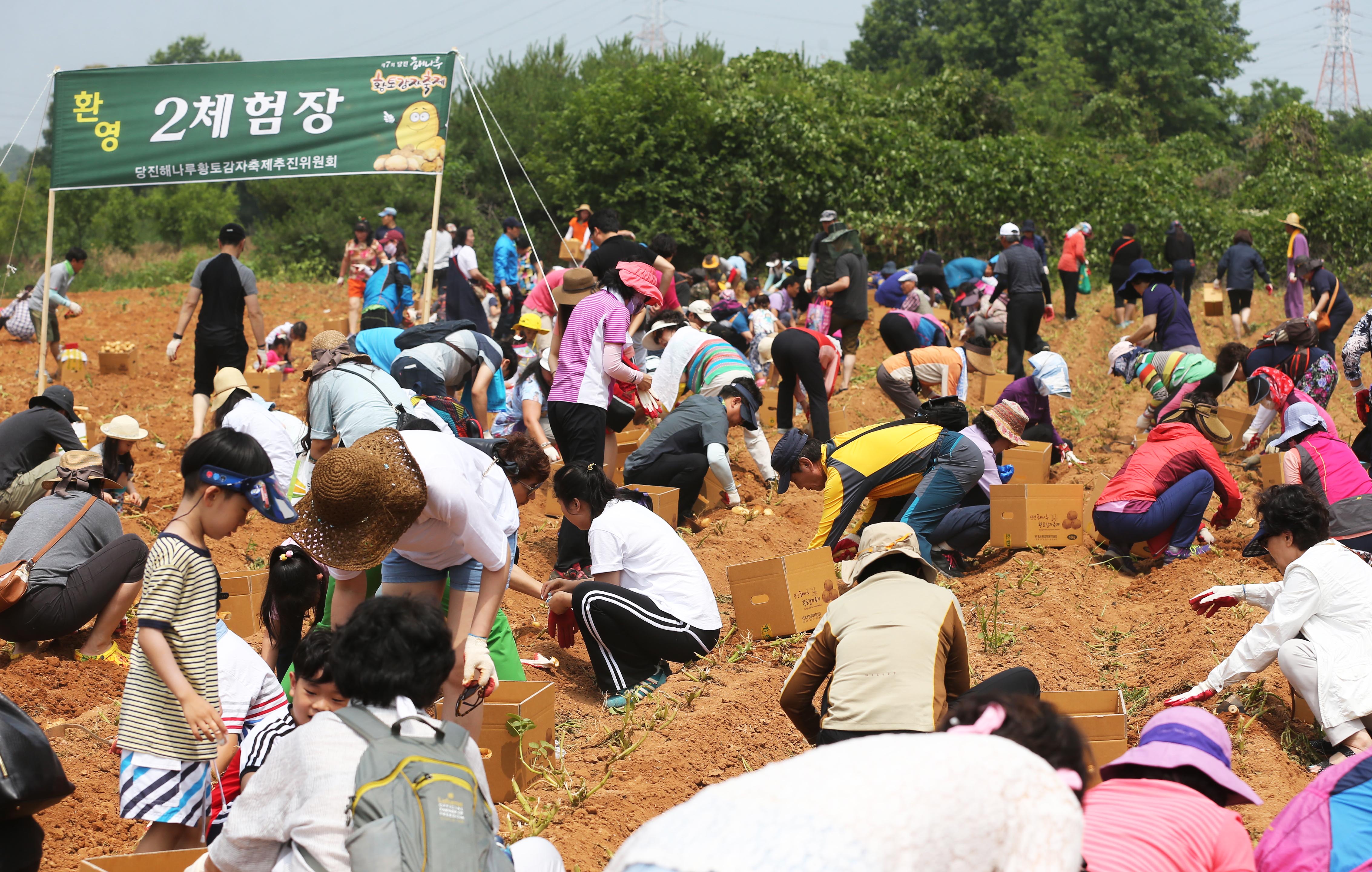 당진 해나루 황토감자축제 성황리 마무리 이미지