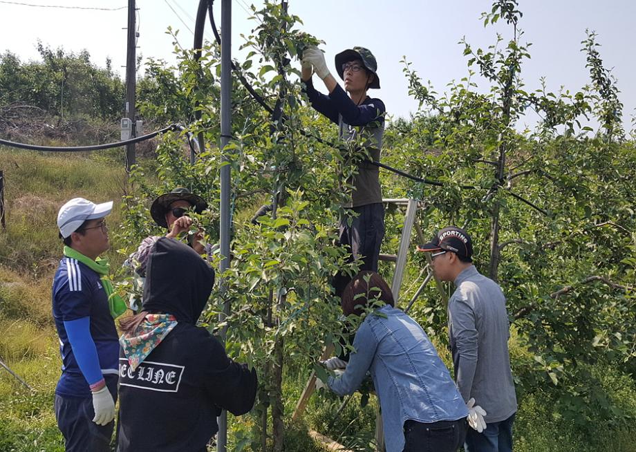 당진시, 일손 부족한 농촌에 힘 보태 이미지