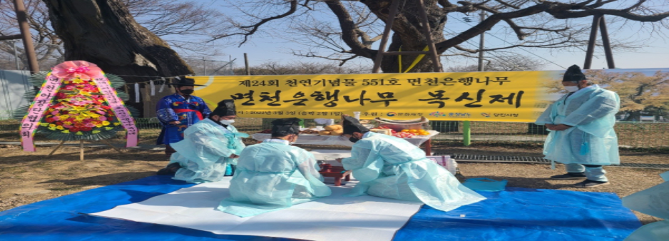 천연기념물 당진시 면천 은행나무 목신제 개최 이미지