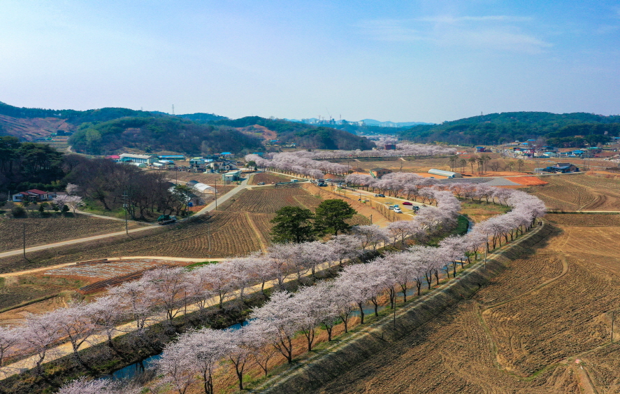 당진시, 꽃캉스 하러 당진으로 가 봄(春) 이미지