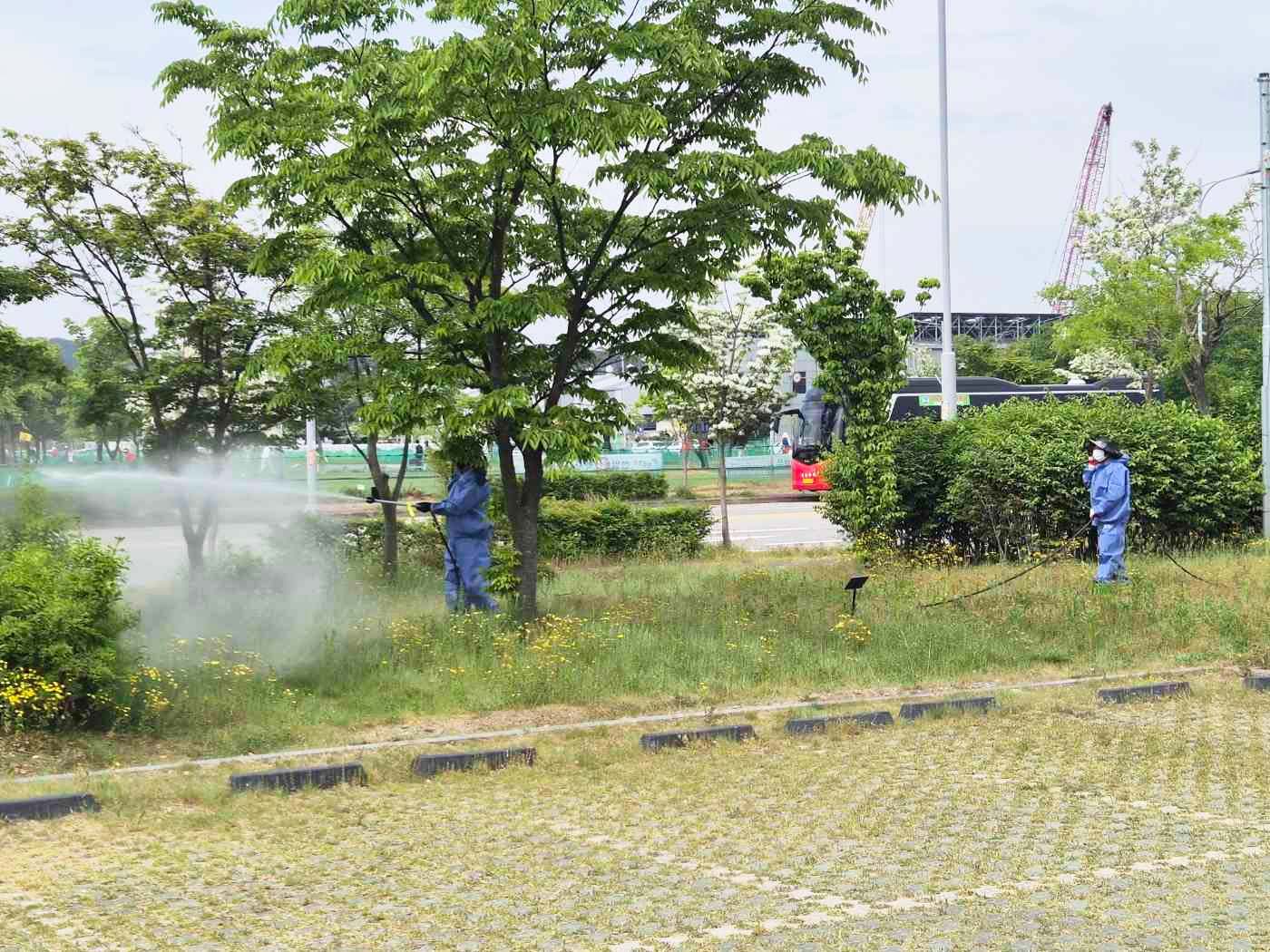 당진시, 당진천 왕벚나무 지킨다… 여름철 불청객 '미국흰불나방' 선제 방제 이미지