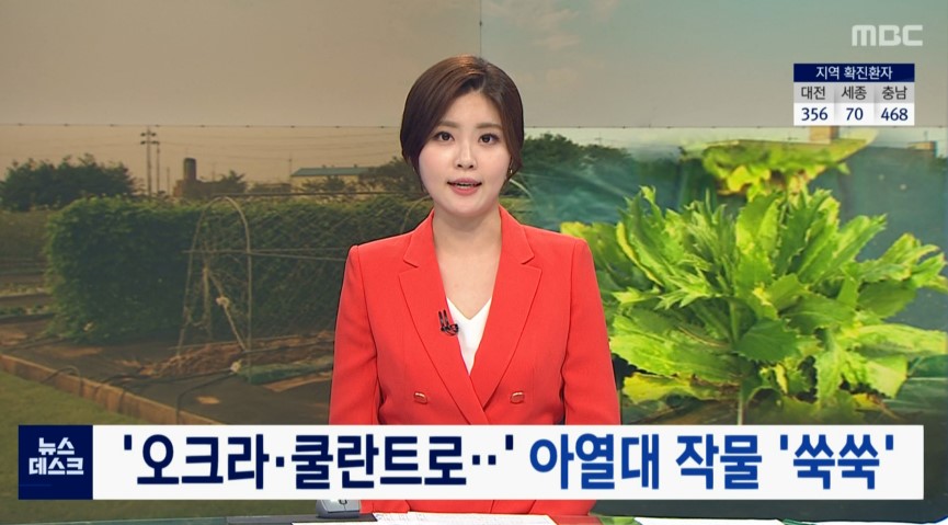 '오크라 쿨란트로  ' 아열대 작물 쑥쑥_대전 MBC_9. 20.(일) 이미지