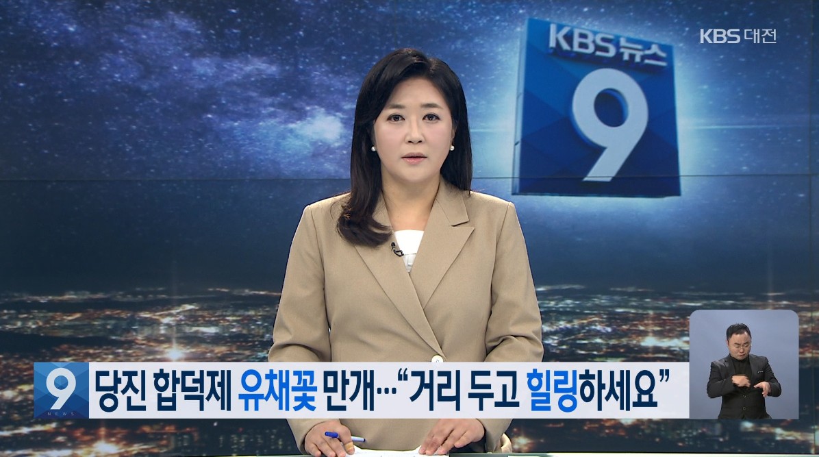 당진 합덕제 유채꽃 만개. '거리두고 힐링하세요'. KBS 9 뉴스 . 4. 17.(토) 이미지