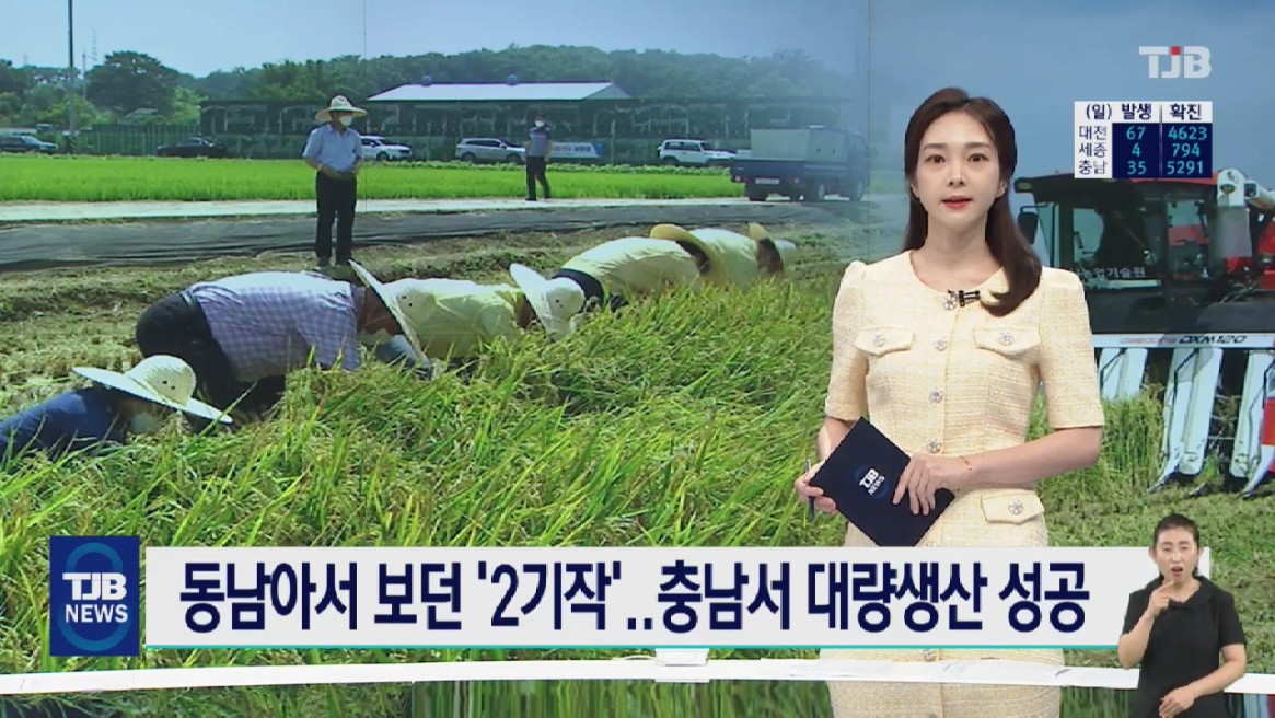 동남아서 하던 '쌀 2기작', 국내 최초 대량 수확 성공. TJB 뉴스_8. 6 이미지
