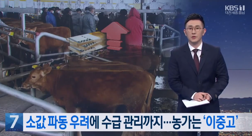 소값 파동 우려에 수급 관리까지   농가는 '이중고'_KBS_4. 7.(목) 이미지