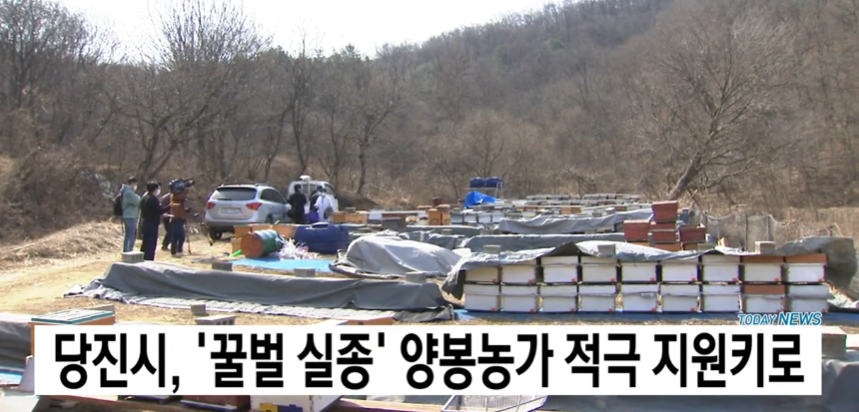 당진시, '꿀벌 실종' 양봉농가 적극 지원키로_TJB_4. 18.(월) 이미지