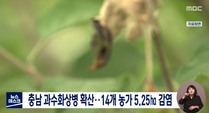 충남 과수화상병 확산 14개 농가 5.25ha 감염_ MBC_ 5. 25.(수) 이미지