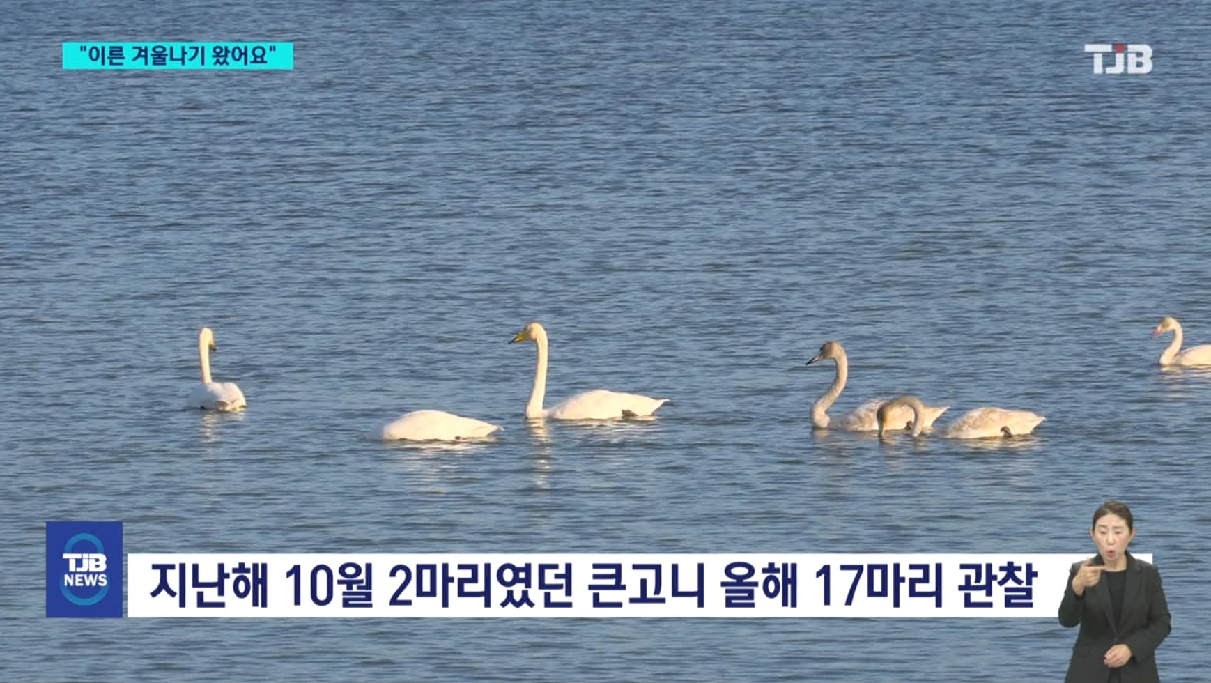 '당진 합덕제에 큰고니떼'...일찍 찾아온 겨울진객_ TJB뉴스보도_ 11.08 이미지