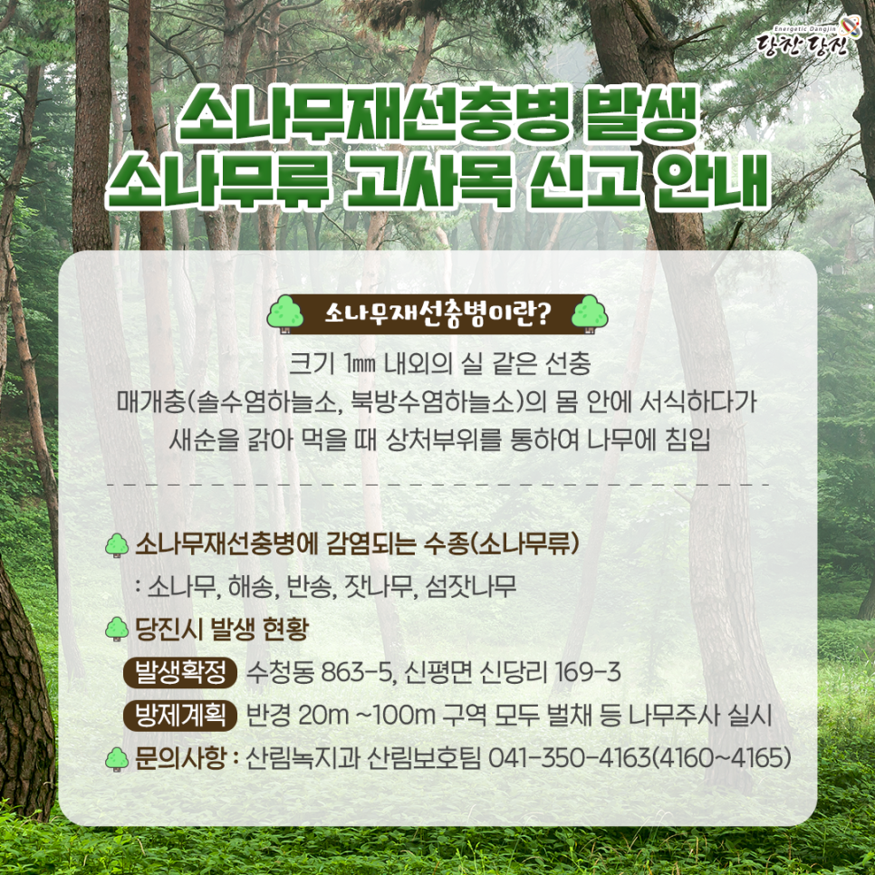 소나무재선충병 발생 소나무류 고사목 신고 안내 이미지